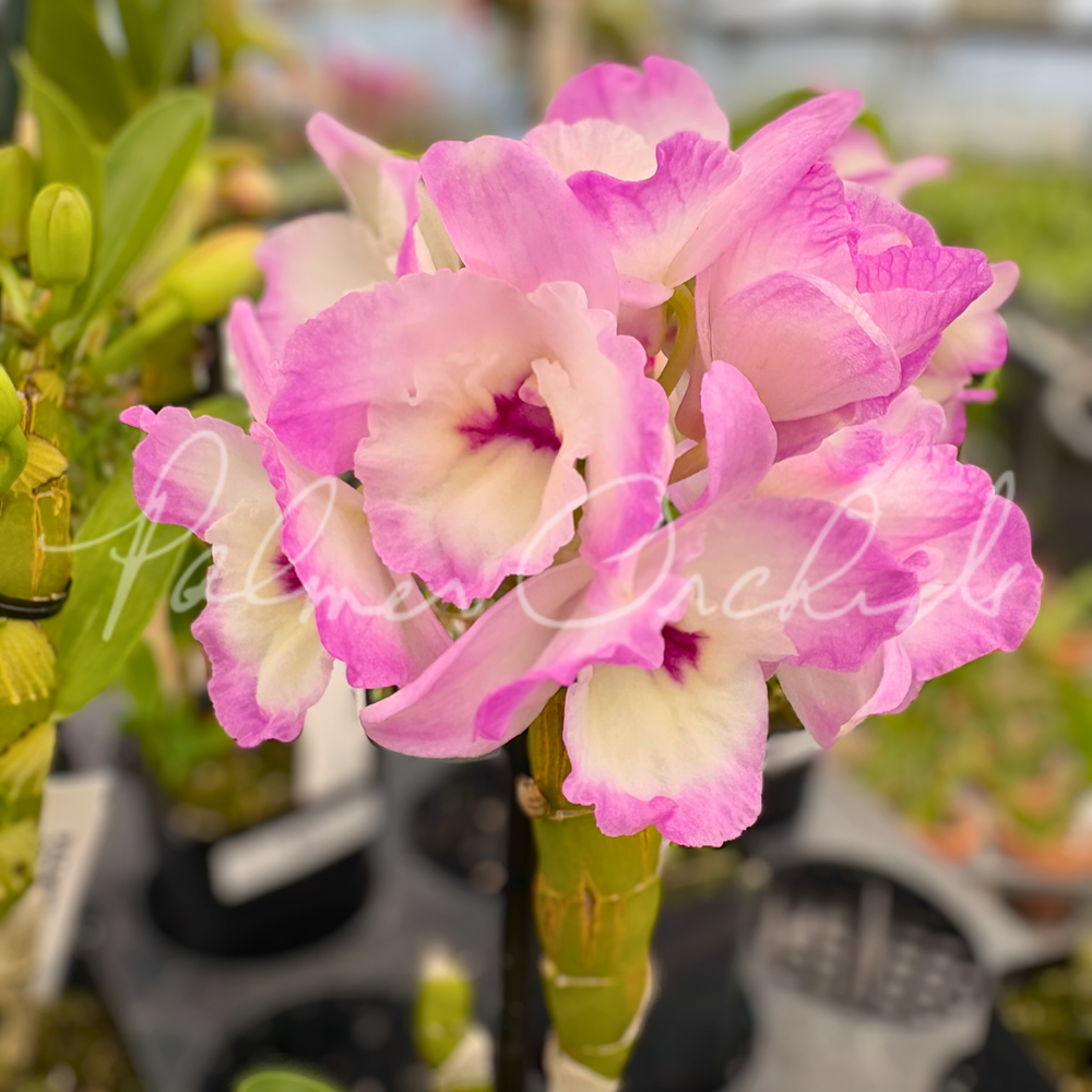 Den. My Sweet 'Wink' — Palmer Orchids